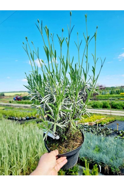 Лаванда вузьколиста Нана Альба - 3л/вис.20-30см/Ø20-30см